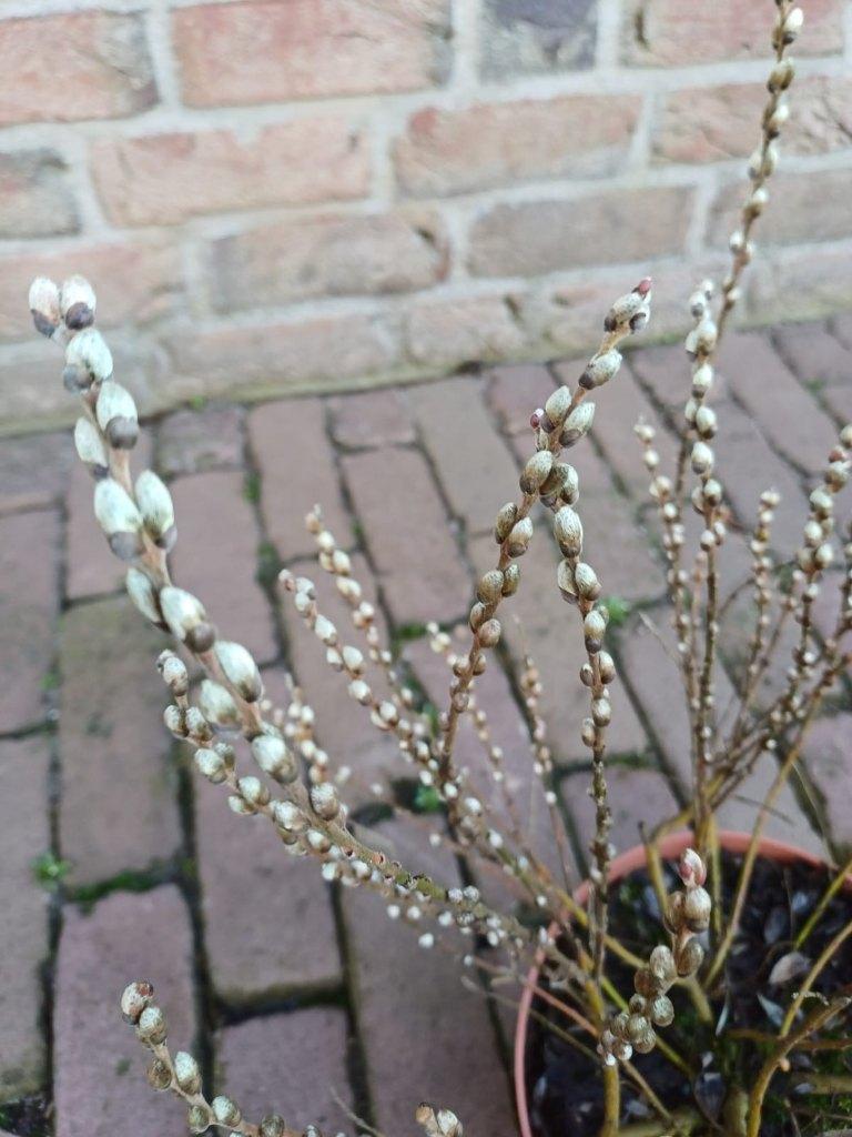 Japanse dwergwilg, Tuin en Terras, Planten | Tuinplanten, Volle zon, Vaste plant, Lente, Ophalen