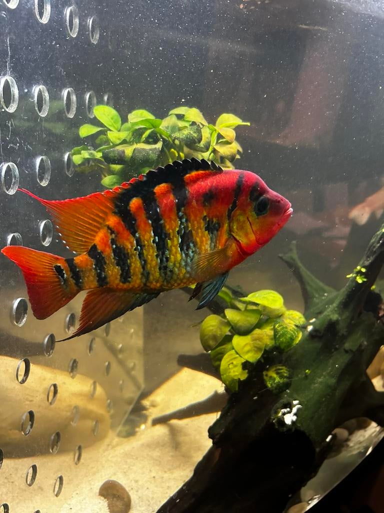 Koppel Red terrors cichliden, Dieren en Toebehoren, Vissen | Aquariumvissen, Vis