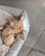 Chichuahua puppy, teefje, choco -merlee, Dieren en Toebehoren, Honden | Chihuahua's en Gezelschapshonden, België, Fokker | Hobbymatig