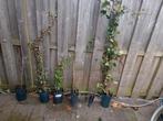 Klimop en Clematis planten, Tuin en Terras, Planten | Tuinplanten, Ophalen, Vaste plant, Klimplanten