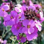 Muurbloem, div. Kleuren, Tuin en Terras, Planten | Tuinplanten, Volle zon, Vaste plant, Zomer, Ophalen