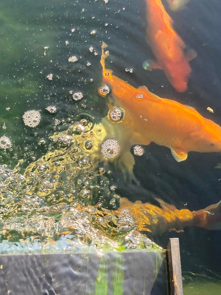 Japanse koi’s, Dieren en Toebehoren, Karper of Koi