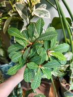 Euphorbia leuconeura, Ophalen of Verzenden, Halfschaduw, Minder dan 100 cm