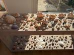 Unieke verzameling 208 schelpen, 2 zeeegels zee egels ster, Ophalen, Zo goed als nieuw