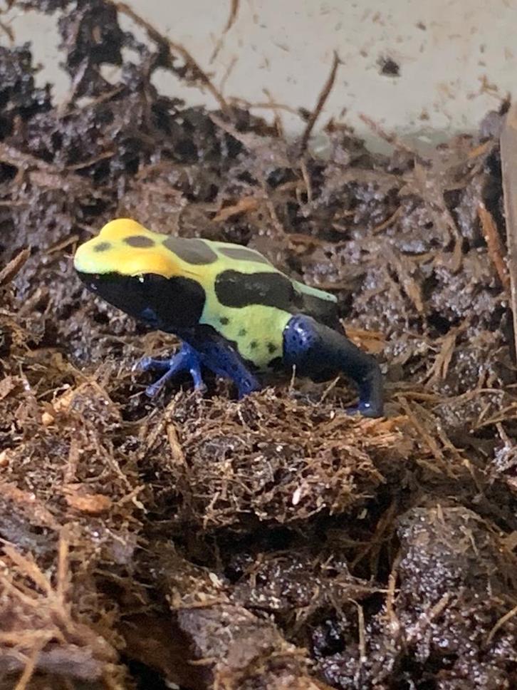 Gifkikkers Dendrobates Tinctorius Robertus 0.0.5 Frog - female for sale from Maria