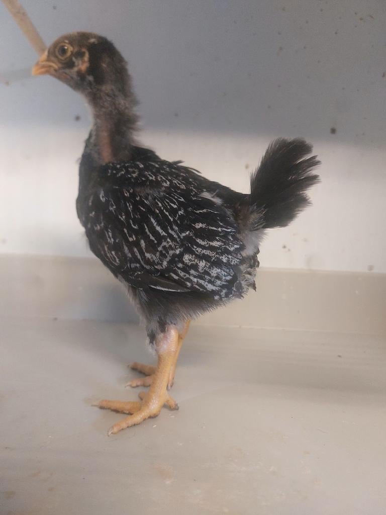 Barnevelder barnevelders zilver dubbelgezoomd kuikens, Dieren en Toebehoren, Pluimvee, Meerdere dieren, Kip