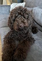 Liefdevol baasje gezocht, 15 weken tot 1 jaar, Parvo, Eén hond, Nederland