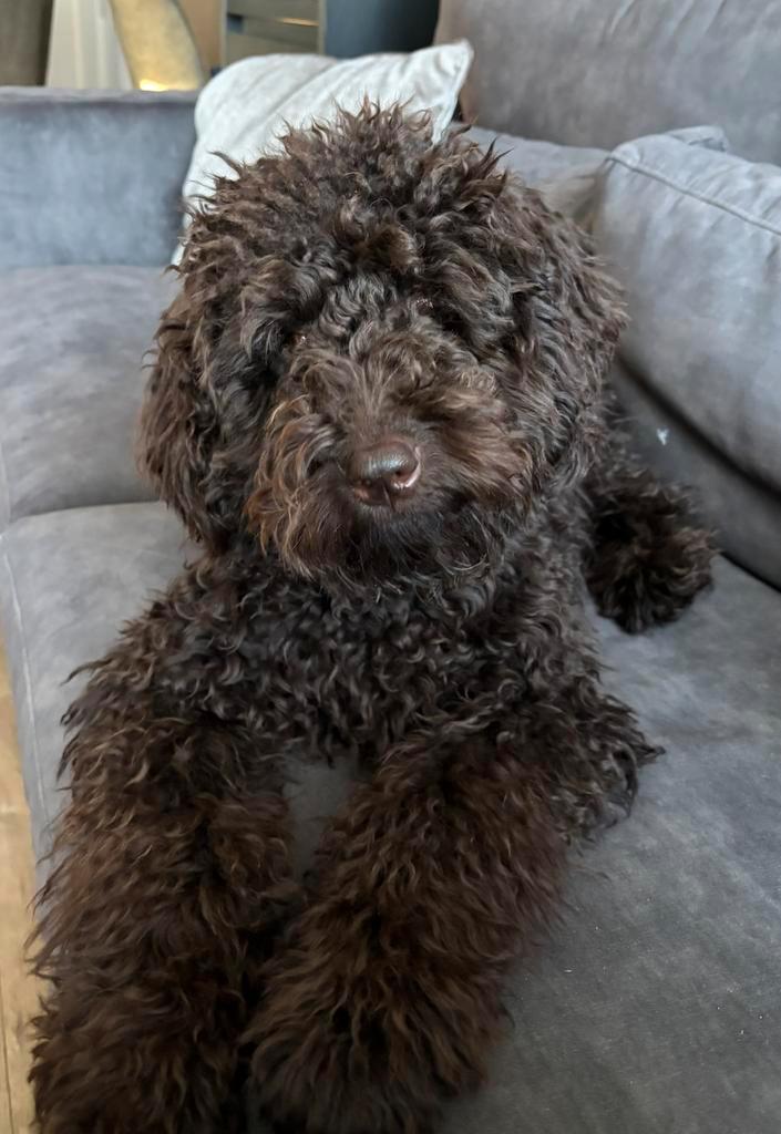 Liefdevol baasje gezocht, Dieren en Toebehoren, Honden | Retrievers, Spaniëls en Waterhonden, Reu, Overige rassen, Particulier