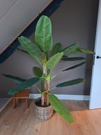 Neppe bananenplant, Ophalen, Halfschaduw, Minder dan 100 cm