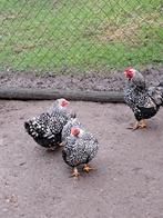 Wyandotte kriel Wyandotte zilver/zwart gezoomd., Dieren en Toebehoren, Pluimvee, Vrouwelijk, Kip