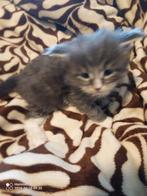 Russische Maine Coon kittens met stamboom, Meerdere dieren, Met stamboom, 0 tot 2 jaar