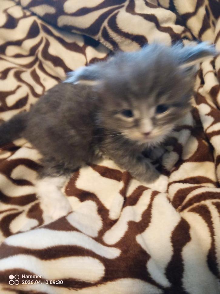 Russische Maine Coon kittens met stamboom, Dieren en Toebehoren, Katten en Kittens | Raskatten | Langhaar, Meerdere dieren, 0 tot 2 jaar