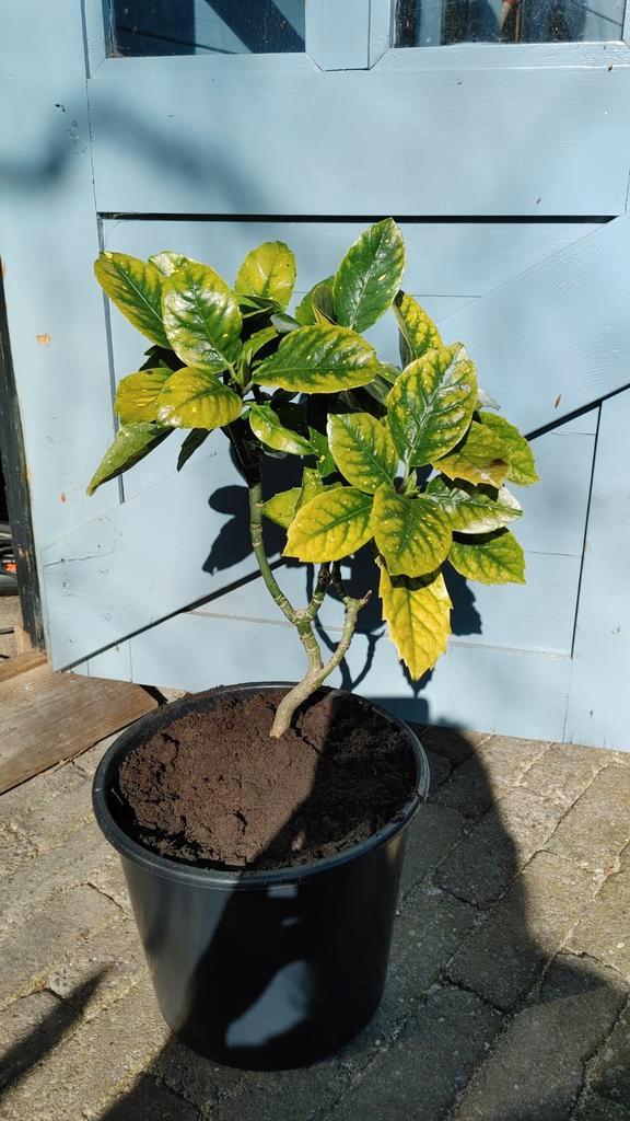 Stek broodboom in pot voor terras of tuin, Tuin en Terras, Planten | Tuinplanten, Vaste plant, Overige soorten, Halfschaduw, Bloeit niet