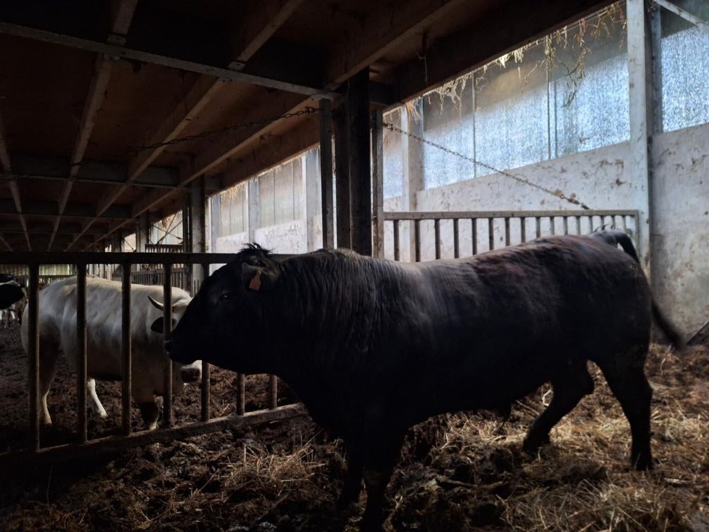 Black Angus stieren te koop