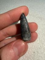 Stolokrosuchus tand, Ophalen of Verzenden, Fossiel