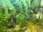 Guppies mix, Dieren en Toebehoren, Vis, Zoetwatervis