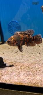 Pauwoog cichlide 8-10cm, Vis, Zoetwatervis