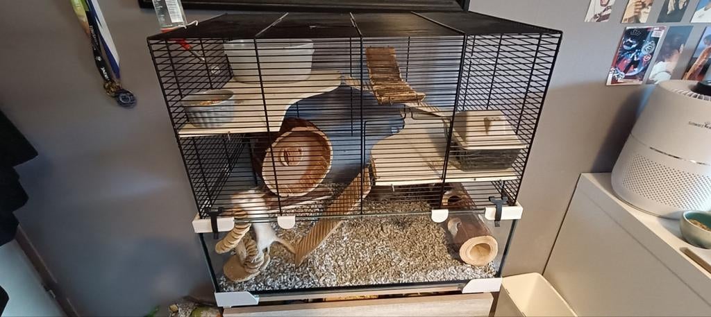 2 Gerbils plus 2 kooien en toebehoren, Dieren en Toebehoren, Knaagdieren, Rat, Mannelijk, Januari, Tam