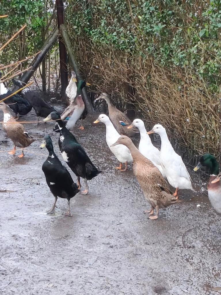 Indische loopeenden fleseenden loopeenden, Dieren en Toebehoren, Meerdere dieren, Eend