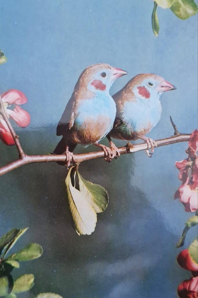 Dieren - Vogels - Roodwangcordonblues, Ophalen of Verzenden, Gelopen, Vogel