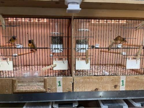 Te koop aangeboden Zwartkop sijsen, Dieren en Toebehoren, Mannelijk, Tropenvogel, Geringd