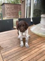 Heidewachtel pups, Dieren en Toebehoren, Overige rassen, 8 tot 15 weken, Parvo, Meerdere