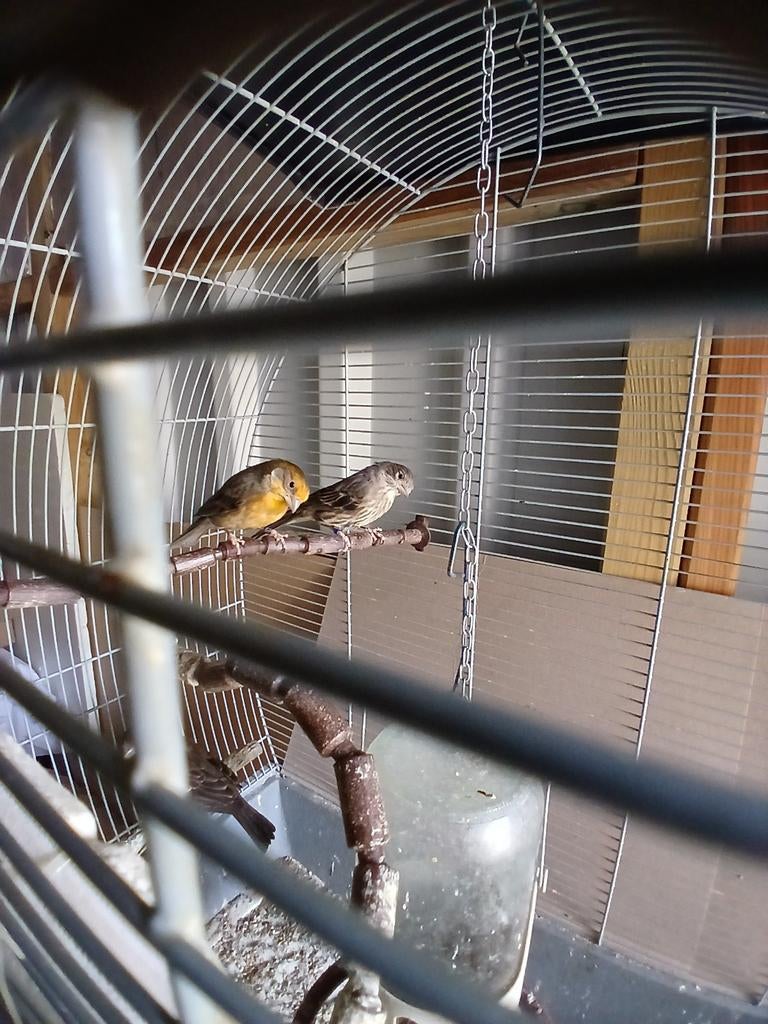 3 mussen, Dieren en Toebehoren, Geslacht onbekend, Postuurkanarie