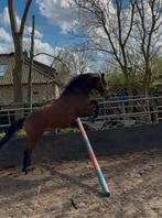 Allround Sportpony, Dieren en Toebehoren, Pony's, Met stamboom, Ruin, Dressuurpony, M