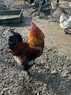 Mooie hanen o.a brahma’s, Dieren en Toebehoren, Mannelijk, Kip
