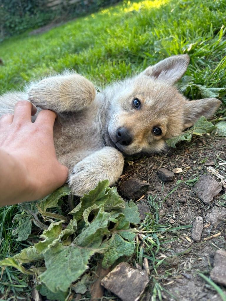 Puppies Tsjechoslowaakse wolfhond kruising met Shepsky, Overige rassen, 8 tot 15 weken, Meerdere, Meerdere dieren