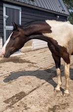 Verzorger gezocht!!, Dieren en Toebehoren, Ophalen of Verzenden