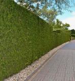 Thuja brabant coniferen haag, Tuin en Terras, Planten | Struiken en Hagen, Ophalen of Verzenden, Conifeer, 100 tot 250 cm