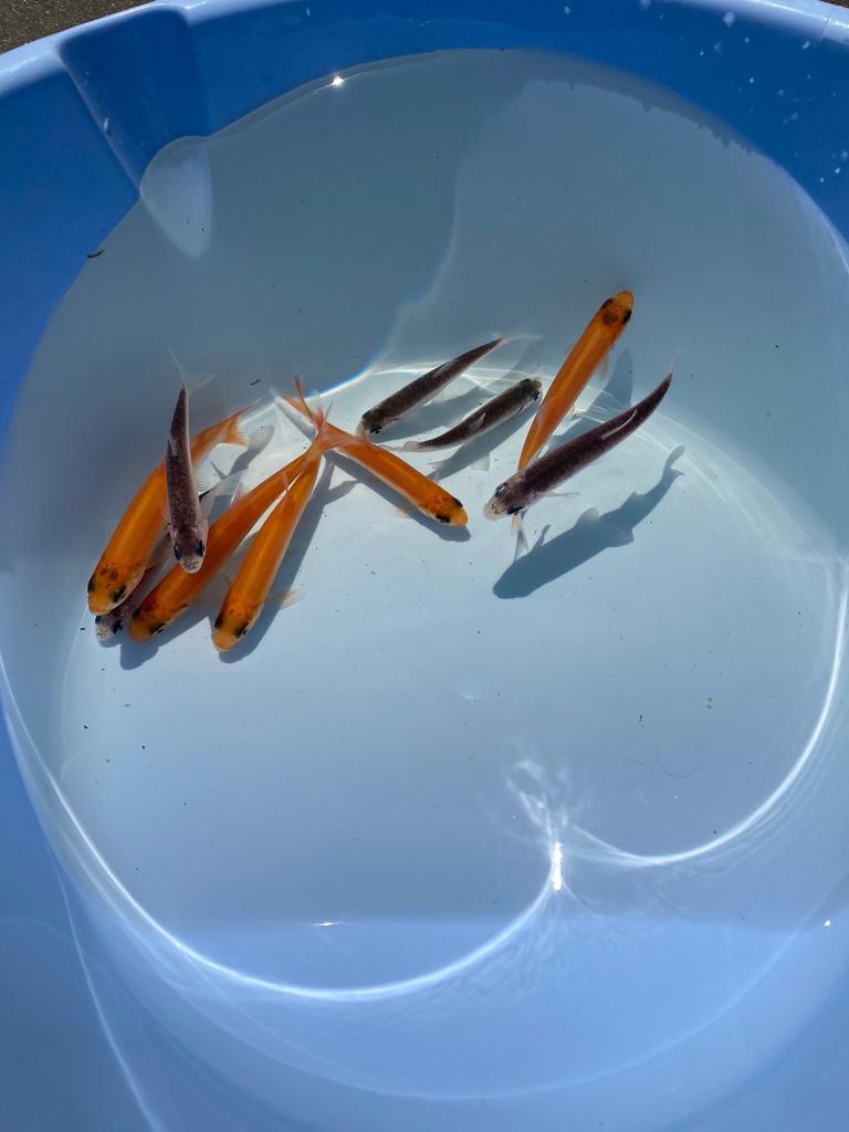 Goudwindes / blauwwindes, Karper of Koi