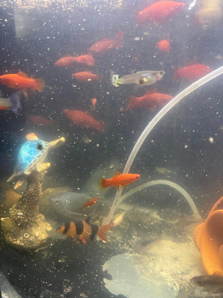 Zwaarddragers genoeg beschikbaar, Dieren en Toebehoren, Vis