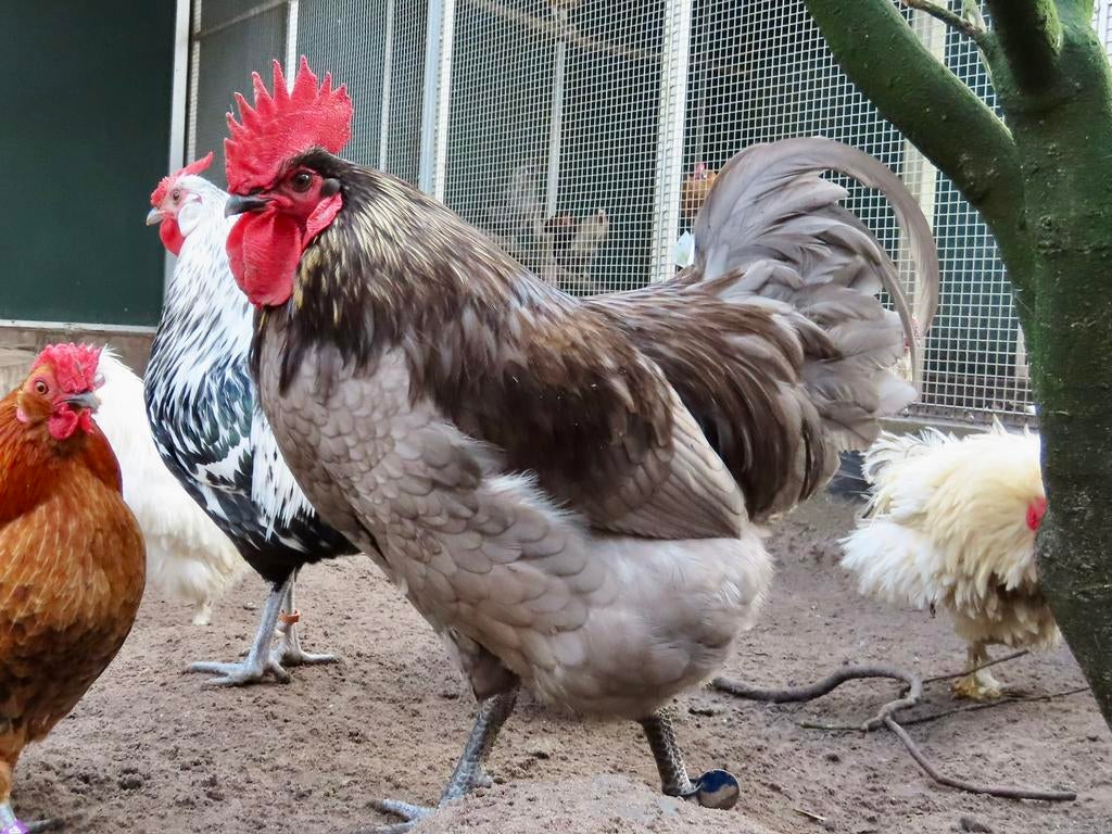 Onyx, mooie grote haan, Mannelijk, Kip