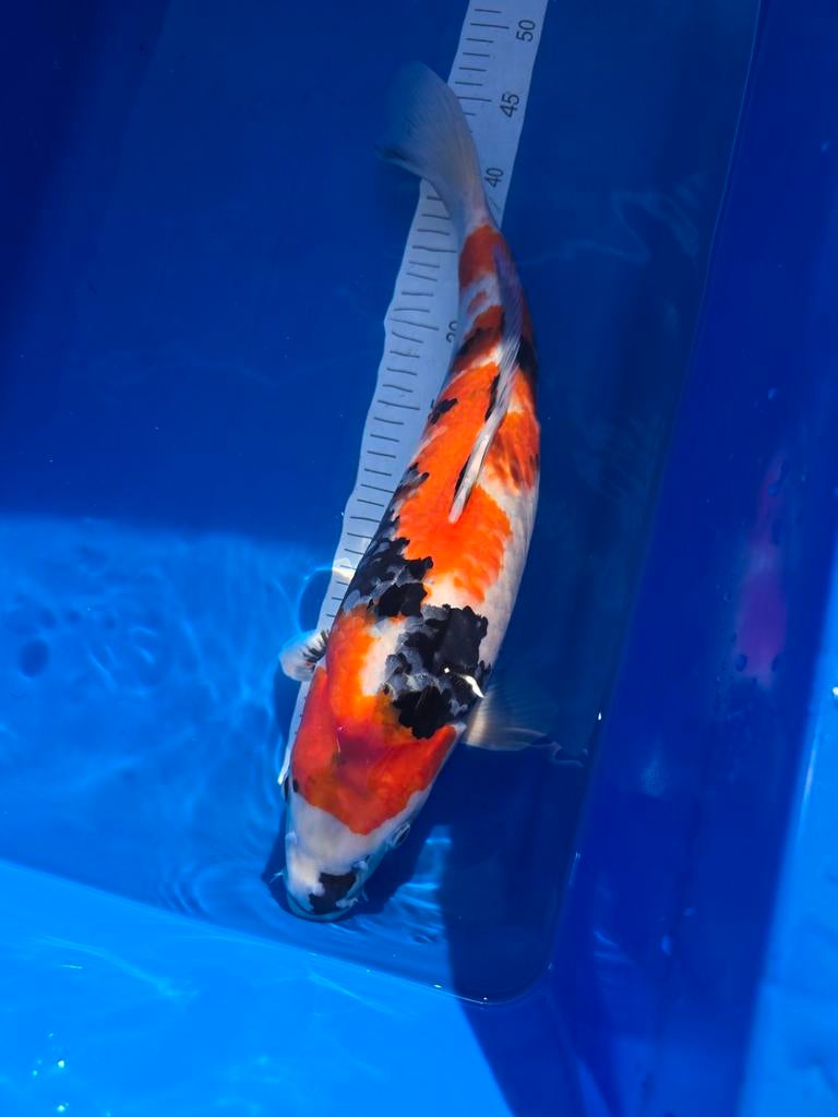 Showa matsue 47 cm, Karper of Koi