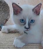 deze Ragdoll kitty mag verhuizen Bij wie kan komen wonen, Dieren en Toebehoren, Katten en Kittens | Raskatten | Korthaar, Kater