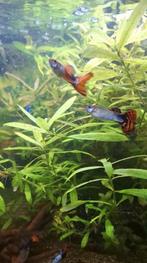 Israël nakweek guppy's volwassen en baby's, Vis