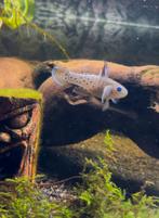 Knight goby koppel, Dieren en Toebehoren, Vissen | Aquariumvissen, Vis