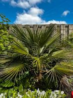 Grote palm van ongeveer 150 cm hoog., Tuin en Terras, Planten | Bomen, Ophalen of Verzenden, Palmboom