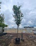 Zuileik zomereik | Quercus robur Fastigiata Koster, 400 cm of meer, Volle zon, In pot, Overige soorten