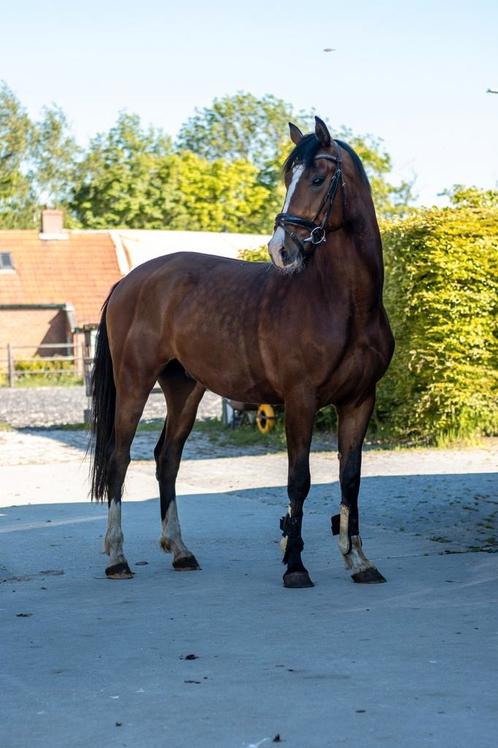 Bruine 3 jarige ruin, Dieren en Toebehoren, Paarden, Ruin, 165 tot 170 cm, 3 tot 6 jaar, Dressuurpaard, Met stamboom, Gechipt