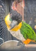 Zwartkop caique, Dieren en Toebehoren, Vogels | Parkieten en Papegaaien, Mannelijk, Papegaai, Pratend