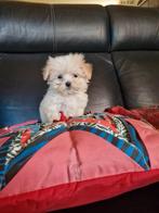 Boomer pups, Overige rassen, 8 tot 15 weken, CDV (hondenziekte), Meerdere