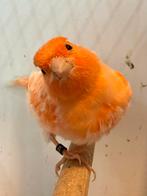 Harlekijn kanaries mannen 5x, Dieren en Toebehoren, Vogels | Kanaries, Mannelijk