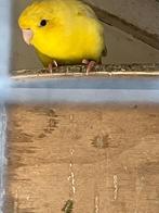 1 koppel Catharina parkieten, Dieren en Toebehoren, Meerdere dieren, Parkiet, Geringd