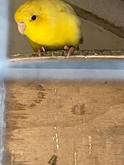 1 koppel Catharina parkieten, Dieren en Toebehoren, Vogels | Parkieten en Papegaaien, Parkiet, Meerdere dieren, Geringd