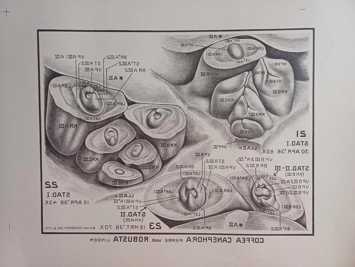 Botanische platen, ex Landbouw Hogeschool Wageningen, Antiek en Kunst, Kunst | Etsen en Gravures, Ophalen of Verzenden