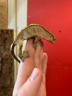 Crested gecko female wimper gekko, Hagedis, 3 tot 6 jaar