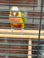 Pyhurra, Dieren en Toebehoren, Vogels | Kanaries, Mannelijk